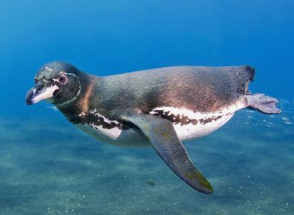 Pinguino de Galápagos.